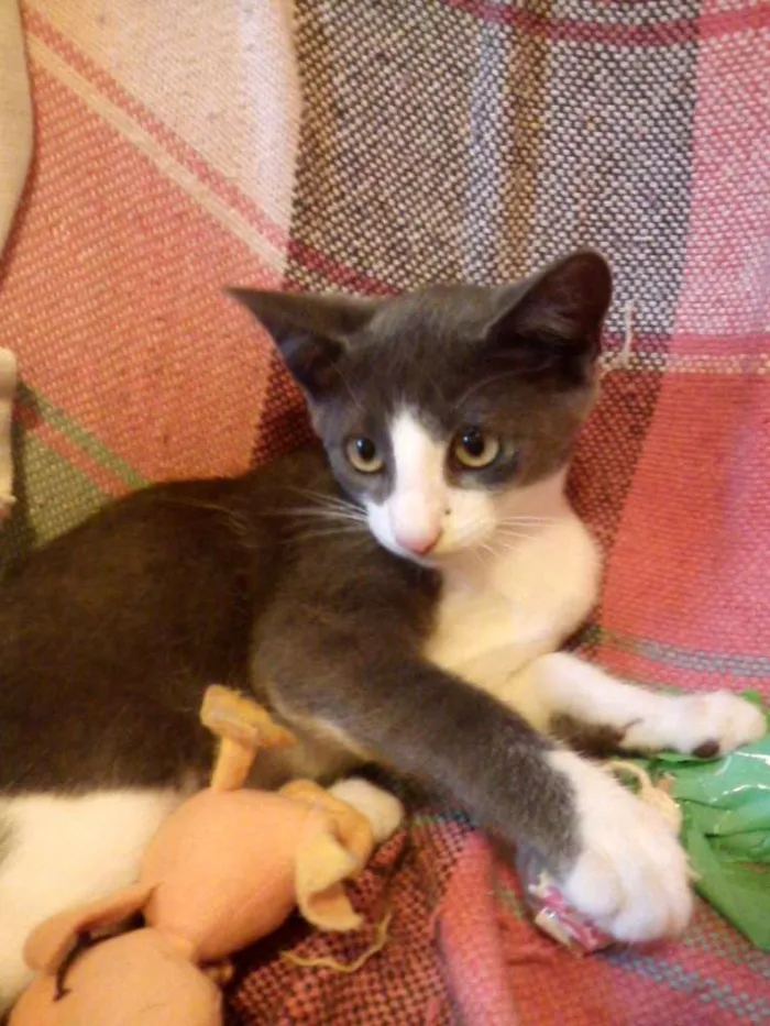 Gato ra a SRD idade 2 a 6 meses nome Mingau
