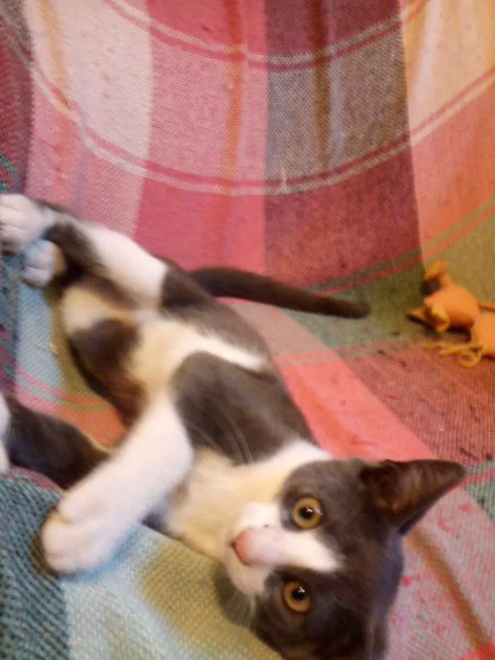 Gato ra a SRD idade 2 a 6 meses nome Mingau