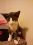 Mingau