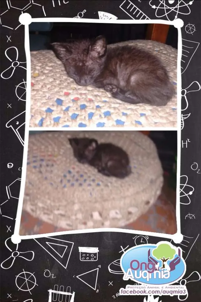 Gato ra a SRD idade Abaixo de 2 meses nome Pulguinha