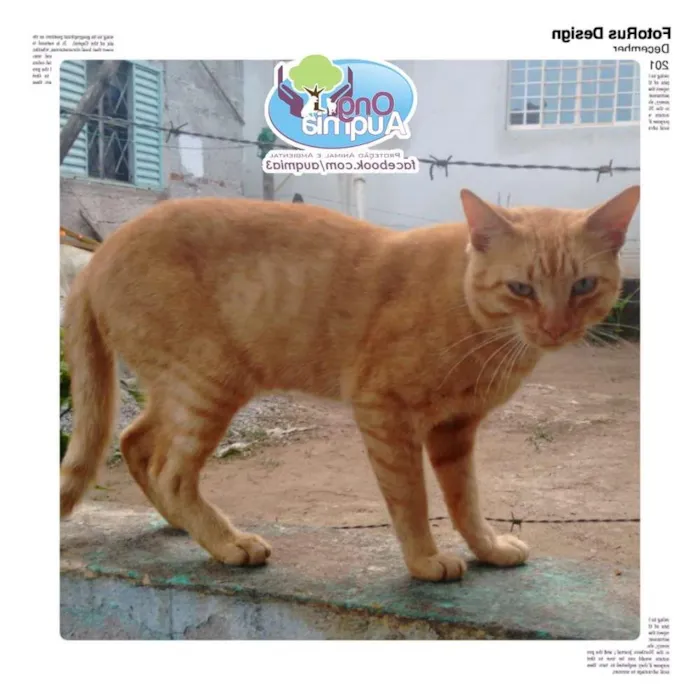 Gato ra a SRD idade 2 anos nome Garfield