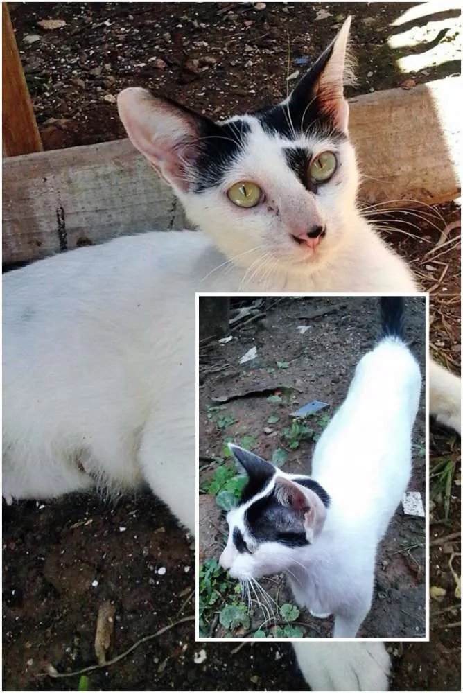 Gato ra a SRD idade  nome Gata Castrada