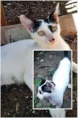 Gata Castrada