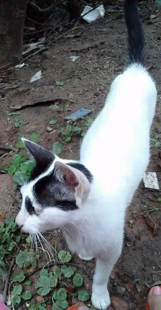 Gato ra a SRD idade  nome Gata Castrada