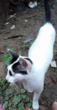 Gata Castrada