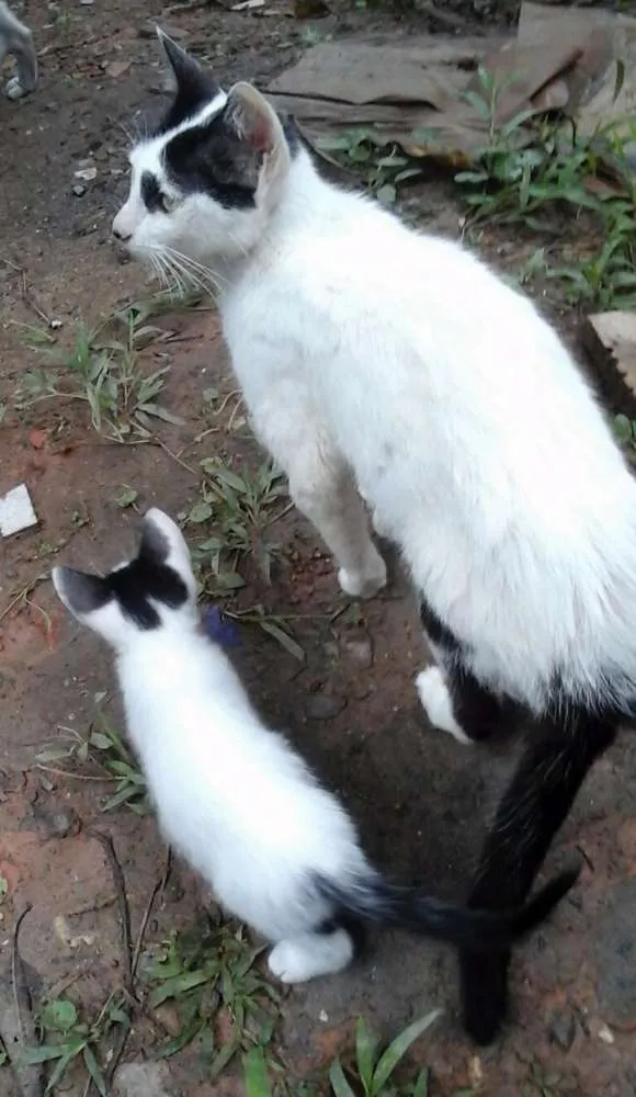 Gato ra a SRD idade  nome Gata Castrada