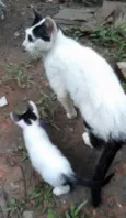 Gata Castrada