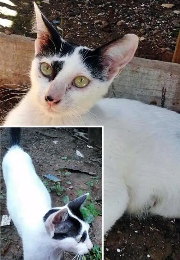 Gato ra a SRD idade  nome Gata Castrada