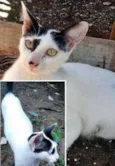 Gata Castrada