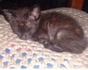 Gato raça SRD idade Abaixo de 2 meses nome Pulguinha