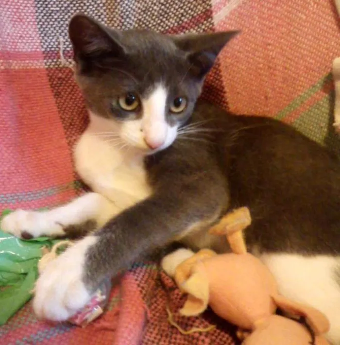 Gato ra a SRD idade 2 a 6 meses nome Mingau