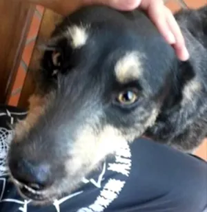 Cachorro raça Vira lata idade 3 anos nome Estopa