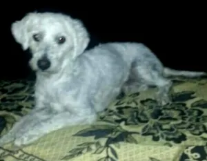 Cachorro raça Poodle idade 5 anos nome Bob