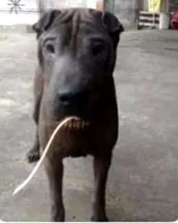 Cachorro ra a Shar Pei idade 6 ou mais anos nome Max