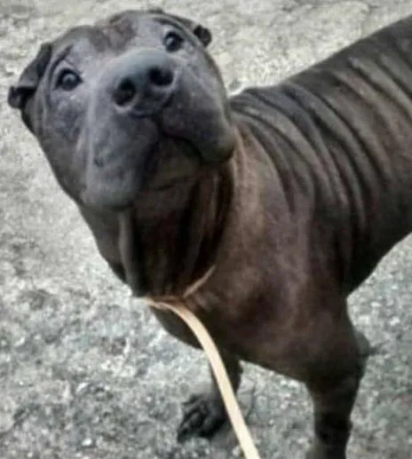 Cachorro ra a Shar Pei idade 6 ou mais anos nome Max
