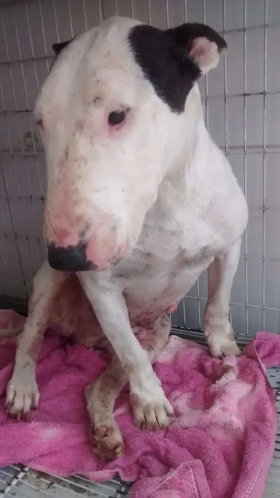 Cachorro ra a Bull Terrier idade 5 anos nome Alemão