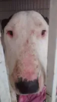 Alemão
