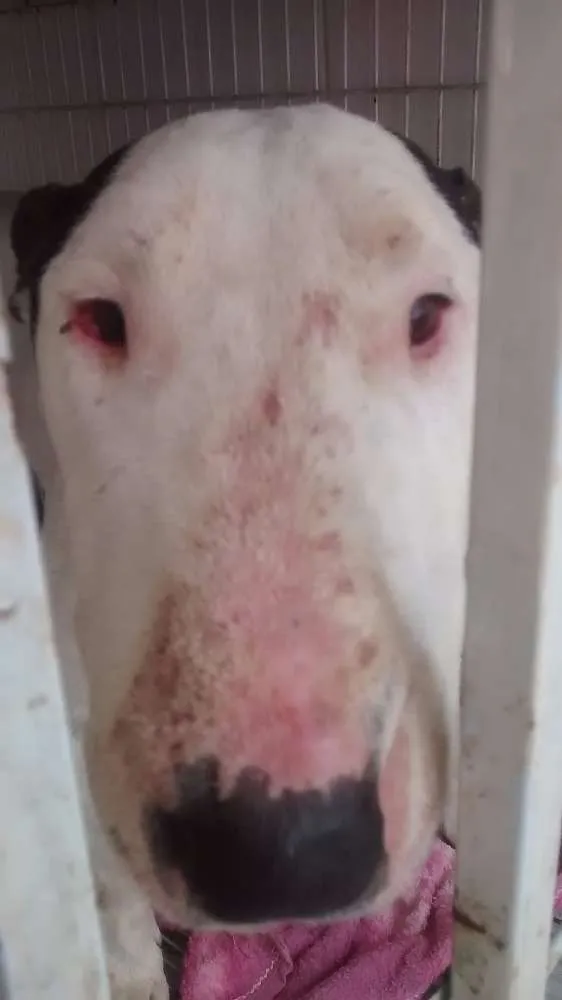Cachorro ra a Bull Terrier idade 5 anos nome Alemão