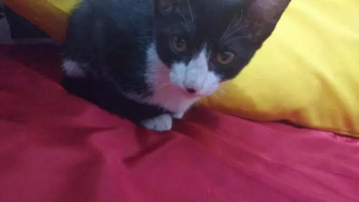 Gato ra a Vira Lata idade Abaixo de 2 meses nome Chaplin