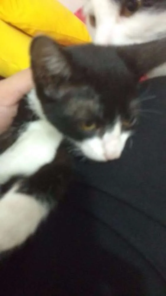 Gato ra a Vira Lata idade Abaixo de 2 meses nome Chaplin