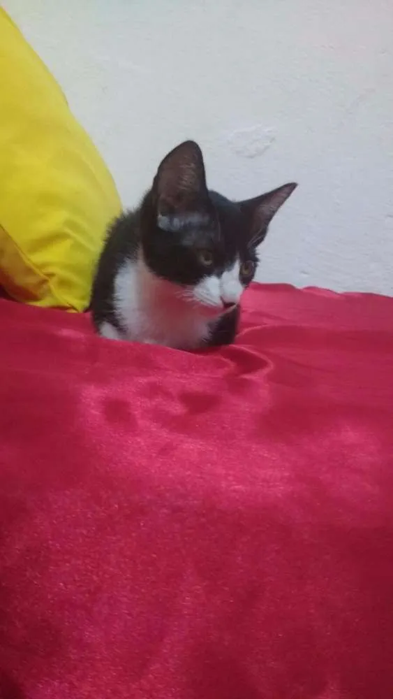 Gato ra a Vira Lata idade Abaixo de 2 meses nome Chaplin