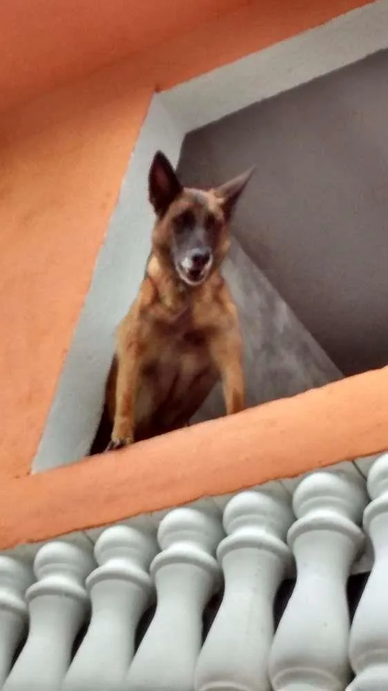 Cachorro raça Pastor idade 4 anos nome Nina