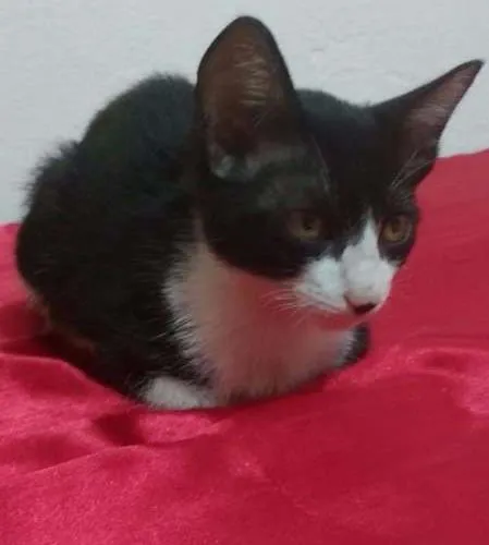 Gato ra a Vira Lata idade Abaixo de 2 meses nome Chaplin