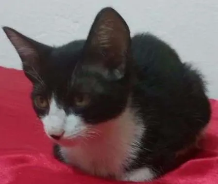 Gato ra a Vira Lata idade Abaixo de 2 meses nome Chaplin