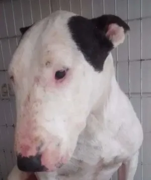 Cachorro raça Bull Terrier idade 5 anos nome Alemão