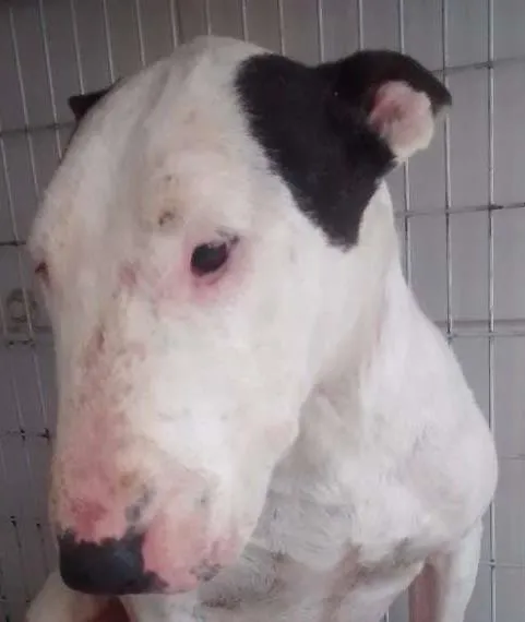 Cachorro ra a Bull Terrier idade 5 anos nome Alemão
