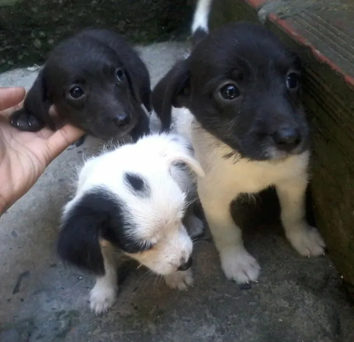 Cachorro ra a raça desconhecida  idade 2 a 6 meses nome Sem nome ( opção de