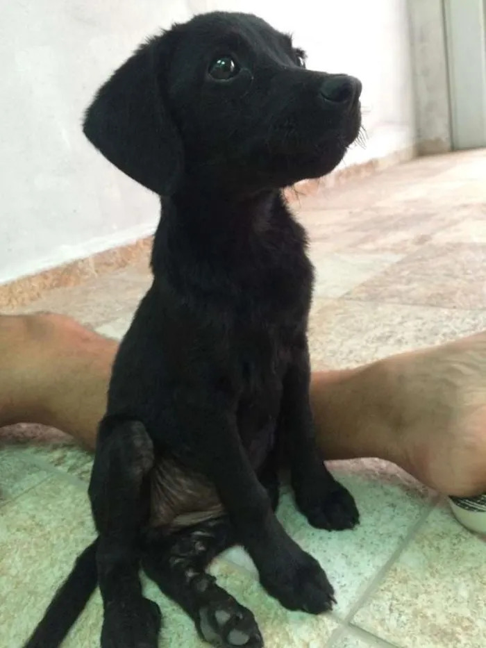 Cachorro ra a Não definida idade 2 a 6 meses nome Princesa