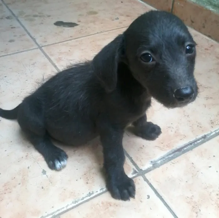 Cachorro ra a raça desconhecida  idade 2 a 6 meses nome Sem nome ( opção de