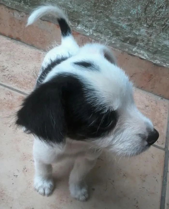 Cachorro ra a raça desconhecida  idade 2 a 6 meses nome Sem nome ( opção de