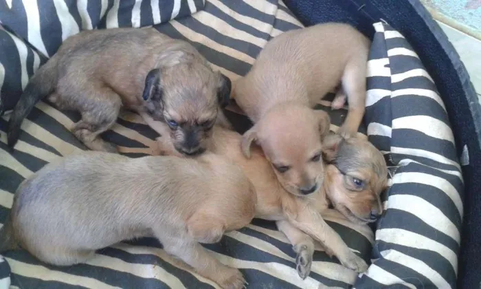 Cachorro raça vira lata idade Abaixo de 2 meses nome Não tem