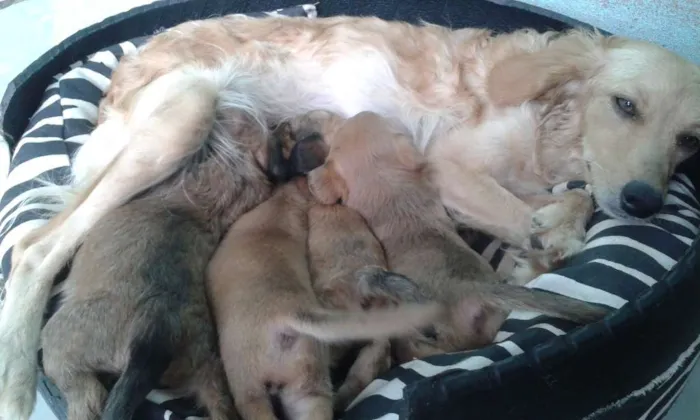 Cachorro raça vira lata idade Abaixo de 2 meses nome Não tem