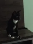 Yoshi