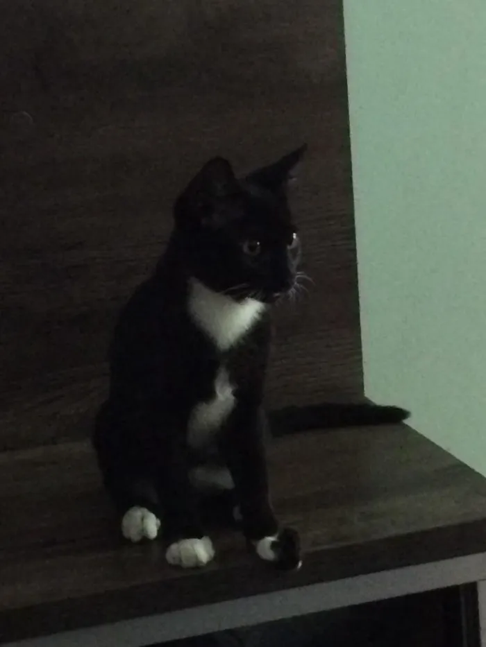 Gato ra a Sem raça definida  idade 2 a 6 meses nome Yoshi