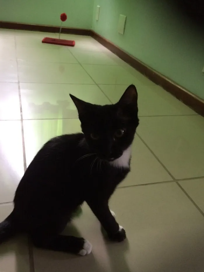 Gato ra a Sem raça definida  idade 2 a 6 meses nome Yoshi