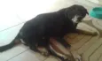 Pedro