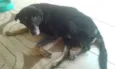 Pedro