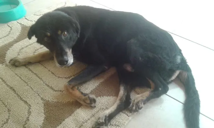 Cachorro ra a Sem Raça definida idade 6 ou mais anos nome Pedro