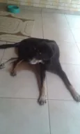 Pedro