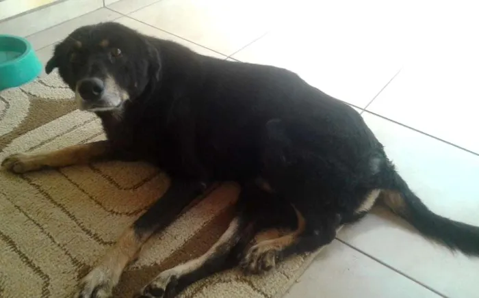 Cachorro ra a Sem Raça definida idade 6 ou mais anos nome Pedro