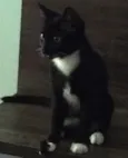 Yoshi