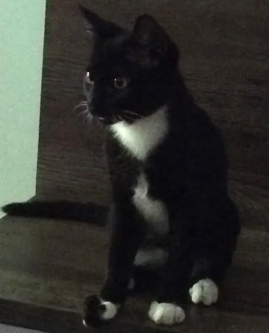 Gato ra a Sem raça definida  idade 2 a 6 meses nome Yoshi