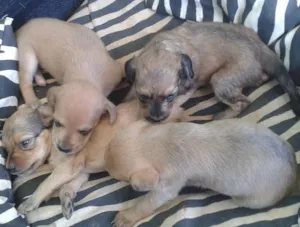 Cachorro raça vira lata idade Abaixo de 2 meses nome Não tem