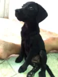 Princesa