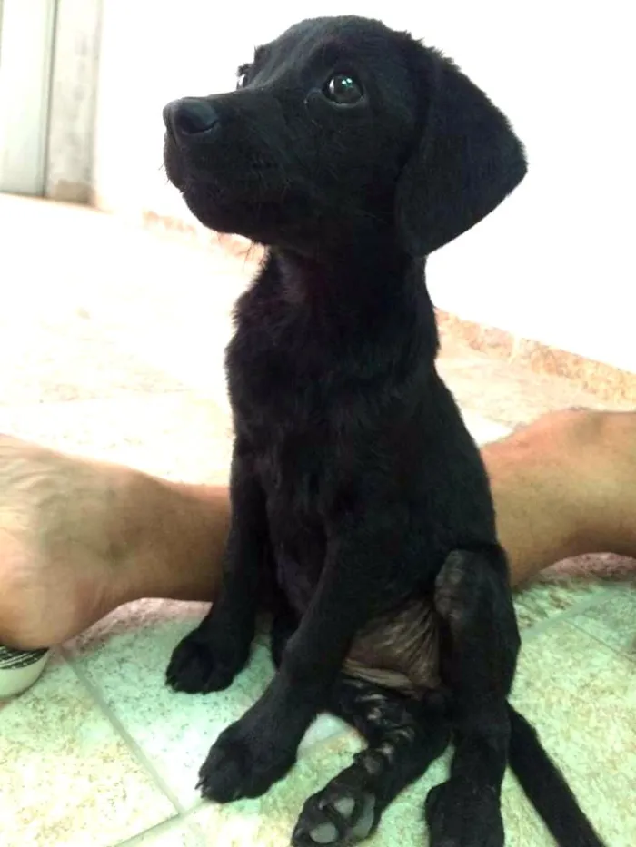 Cachorro ra a Não definida idade 2 a 6 meses nome Princesa