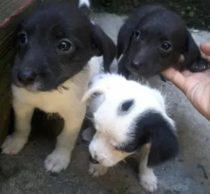 Cachorro raça raça desconhecida  idade 2 a 6 meses nome Sem nome ( opção de